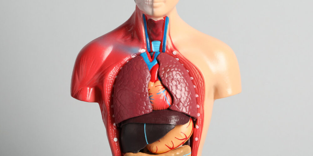 Model - przekrój przez ciało człowieka